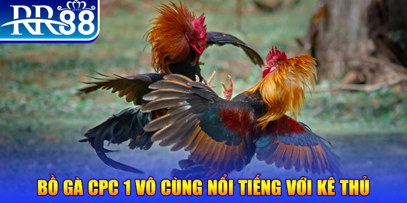 Cách Chơi Đá Gà Online - Trải Nghiệm Giải Trí Đặc Sắc RR88 - ZIBOGE.WEBSITE