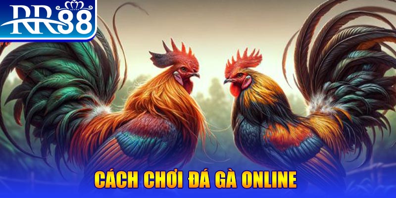 Đá Gà RR88 – Sàn Đấu Thượng Đỉnh Của Chiến Kê Chuyên Nghiệp - ZIBOGE.WEBSITE