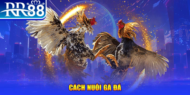 Đá Gà RR88 – Sàn Đấu Thượng Đỉnh Của Chiến Kê Chuyên Nghiệp - ZIBOGE.WEBSITE