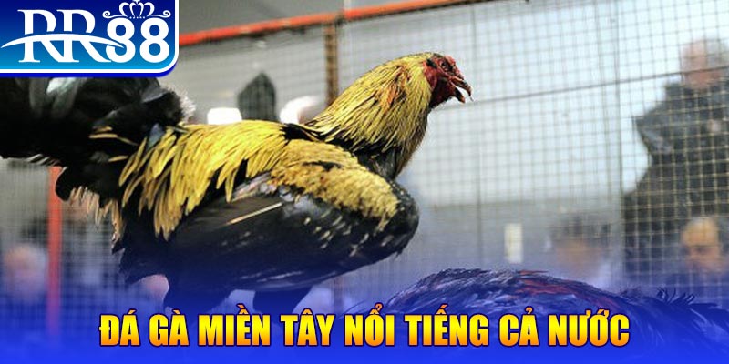 Đá Gà Miền Tây - Gà Chọi RR88 Đỉnh Cao Nhất Việt Nam - ZIBOGE.WEBSITE