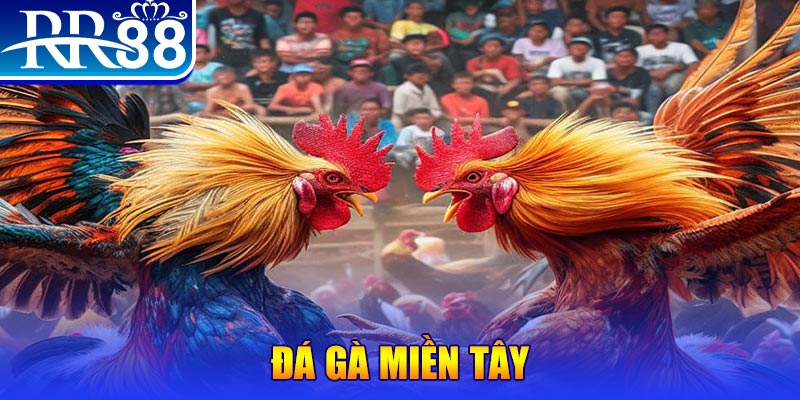 Đá Gà RR88 – Sàn Đấu Thượng Đỉnh Của Chiến Kê Chuyên Nghiệp - ZIBOGE.WEBSITE
