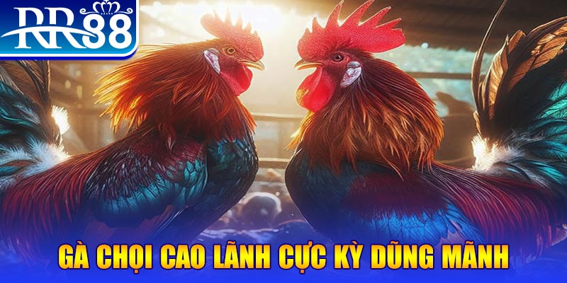 Đá Gà Miền Tây - Gà Chọi RR88 Đỉnh Cao Nhất Việt Nam - ZIBOGE.WEBSITE
