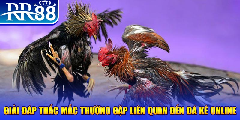 Cách Chơi Đá Gà Online - Trải Nghiệm Giải Trí Đặc Sắc RR88 - ZIBOGE.WEBSITE