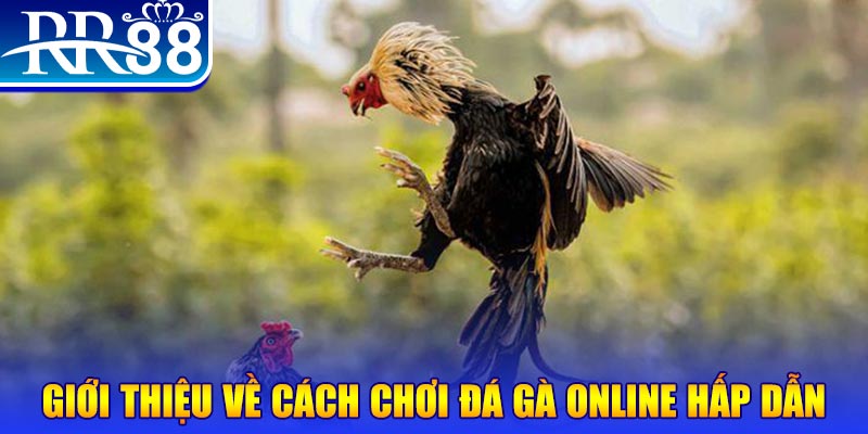 Cách Chơi Đá Gà Online - Trải Nghiệm Giải Trí Đặc Sắc RR88 - ZIBOGE.WEBSITE