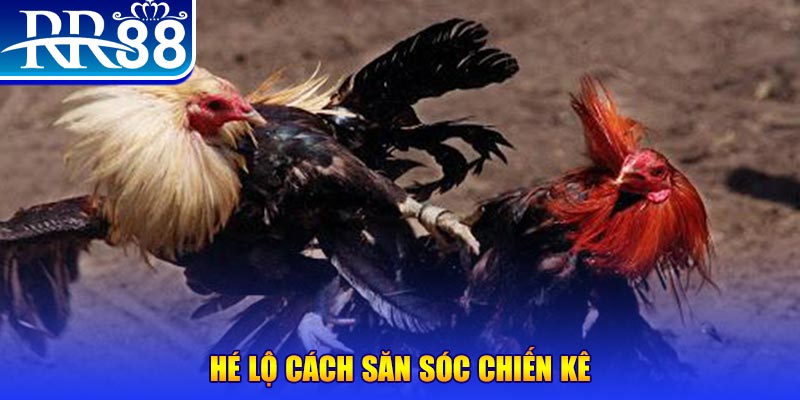 Cách Nuôi Gà Đá Hiệu Quả - Cẩm Nang Vàng Từ Sư Kê Tại RR88 - ZIBOGE.WEBSITE