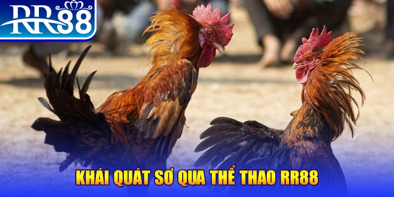 Thể Thao RR88 – Điểm Đến Đỉnh Cao Cho Tín Đồ Đam Mê 2026 - ZIBOGE.WEBSITE
