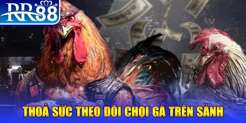 Đá Gà RR88 – Sàn Đấu Thượng Đỉnh Của Chiến Kê Chuyên Nghiệp - ZIBOGE.WEBSITE