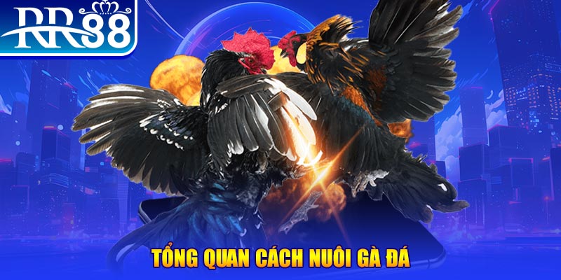 Cách Nuôi Gà Đá Hiệu Quả - Cẩm Nang Vàng Từ Sư Kê Tại RR88 - ZIBOGE.WEBSITE