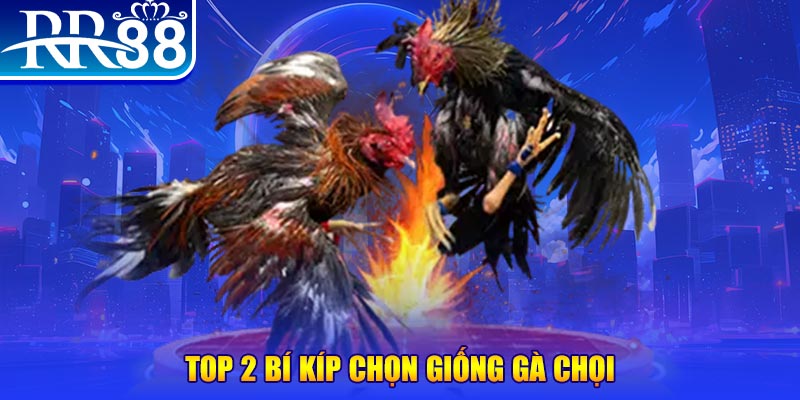 Cách Nuôi Gà Đá Hiệu Quả - Cẩm Nang Vàng Từ Sư Kê Tại RR88 - ZIBOGE.WEBSITE