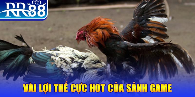 Đá Gà RR88 – Sàn Đấu Thượng Đỉnh Của Chiến Kê Chuyên Nghiệp - ZIBOGE.WEBSITE