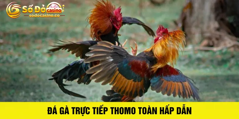 Đá gà trực tiếp thomo - ZIBOGE.WEBSITE