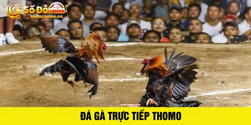 Đá gà trực tiếp thomo - ZIBOGE.WEBSITE