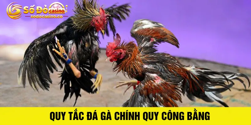 Đá gà trực tiếp thomo - ZIBOGE.WEBSITE